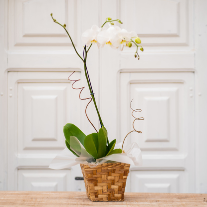 Imagem de Orquídea Phalaenopsis
